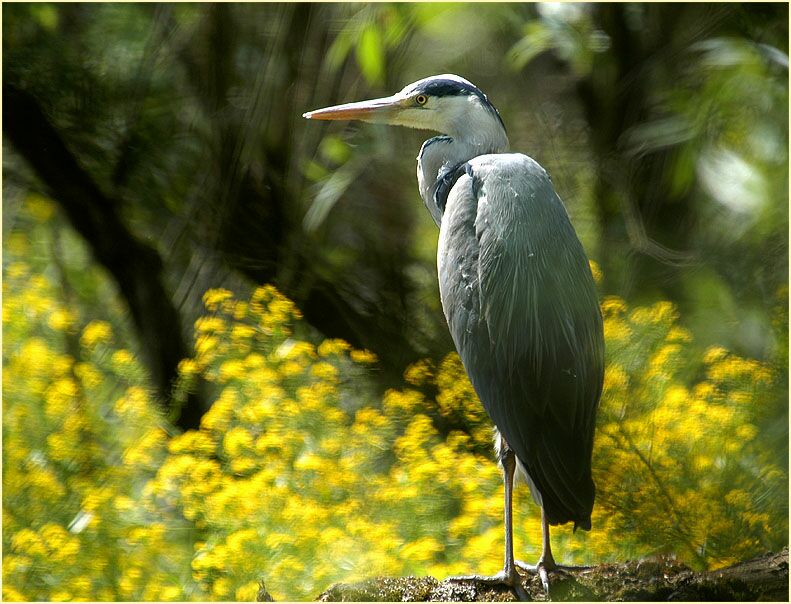 Graureiher in der Urdenbacher Kämpe Düsseldorf