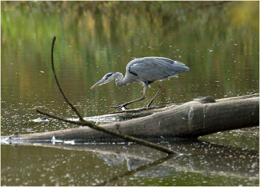 Graureiher, Urdenbacher Kämpe Düsseldorf
