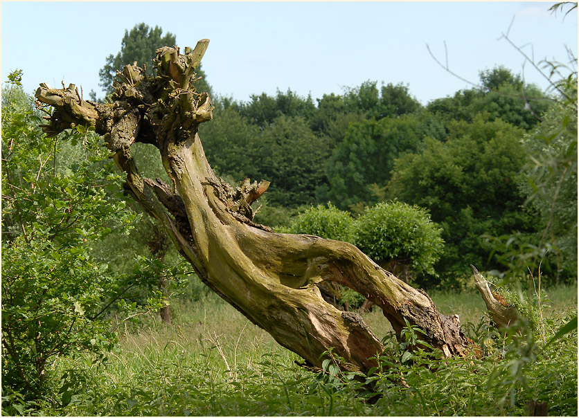 Urdenbacher Kämpe Düsseldorf