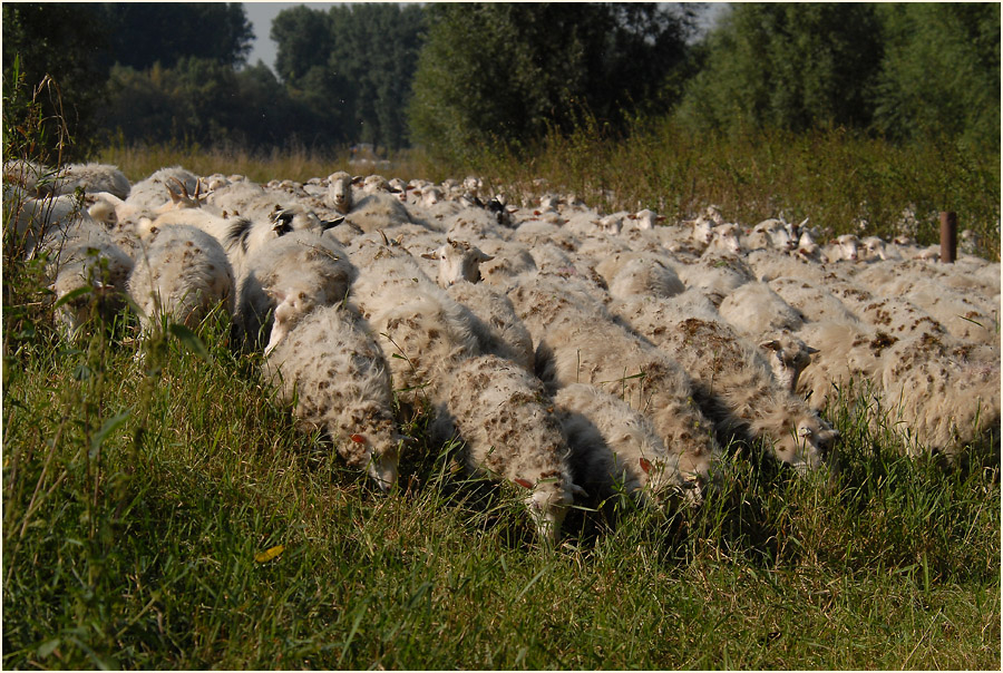 Urdenbacher Kämpe Düsseldorf