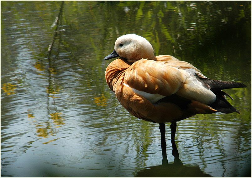 Rostgans in der Urdenbacher Kämpe Düsseldorf