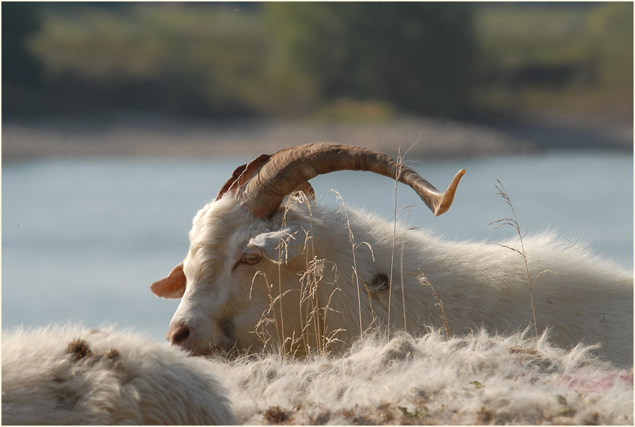 Urdenbacher Kämpe Düsseldorf