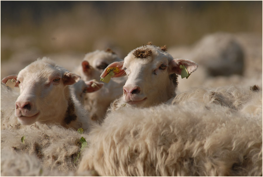 Urdenbacher Kämpe Düsseldorf