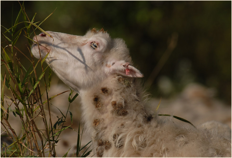 Urdenbacher Kämpe Düsseldorf