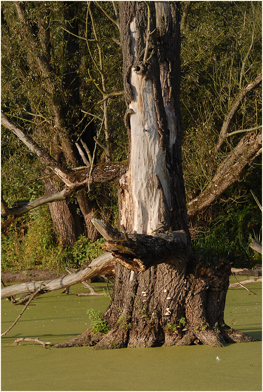 Urdenbacher Kämpe Düsseldorf