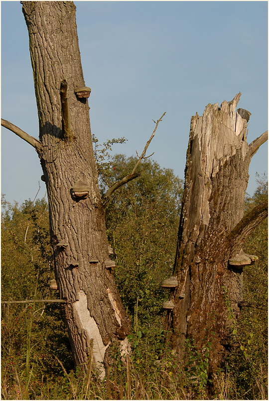 Urdenbacher Kämpe Düsseldorf