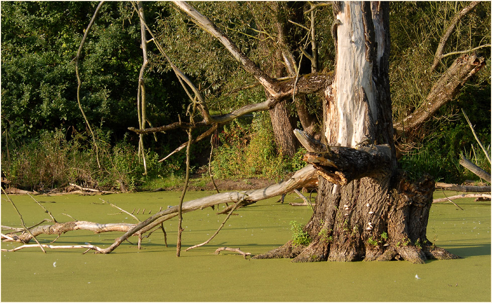 Urdenbacher Kämpe Düsseldorf