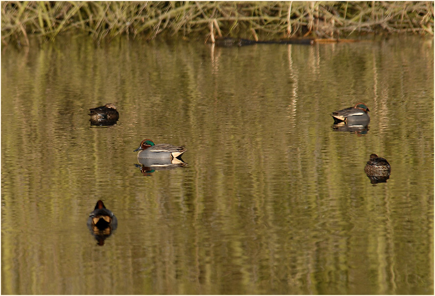 Krickenten, Urdenbacher Kämpe Düsseldorf