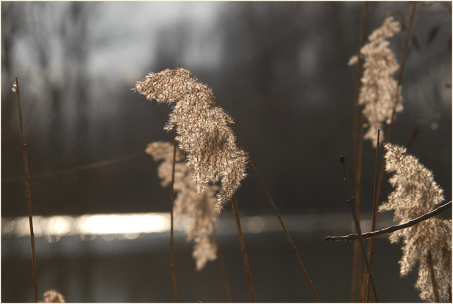 Urdenbacher Kämpe Düsseldorf