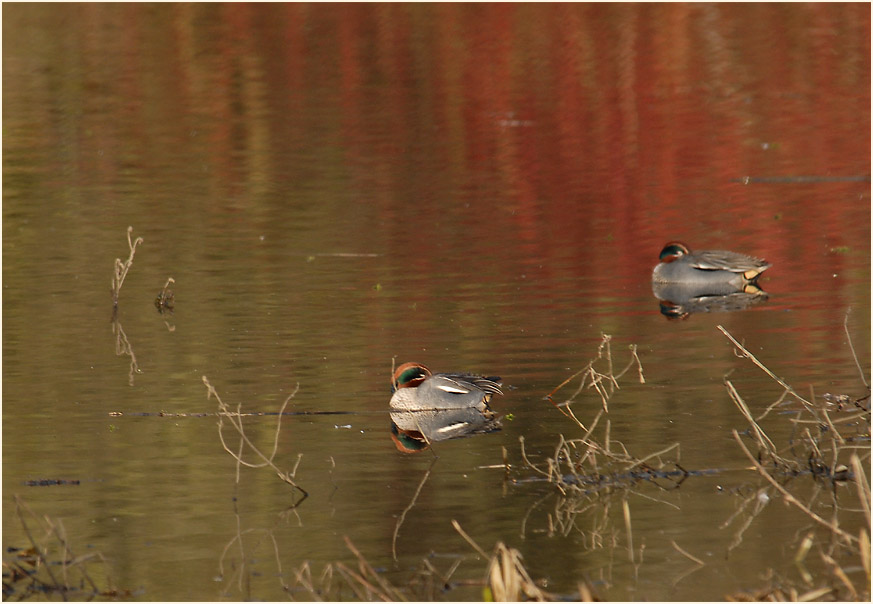 Krickenten, Urdenbacher Kämpe Düsseldorf