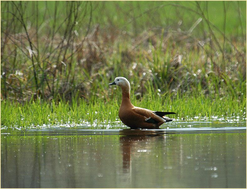 Rostgans in der Urdenbacher Kämpe Düsseldorf