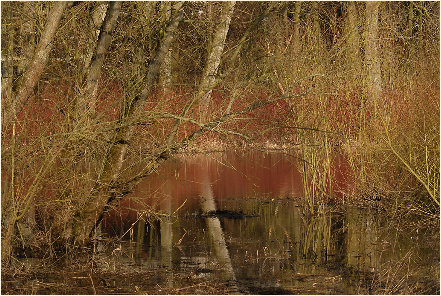 Altrhein, Urdenbacher Kämpe Düsseldorf