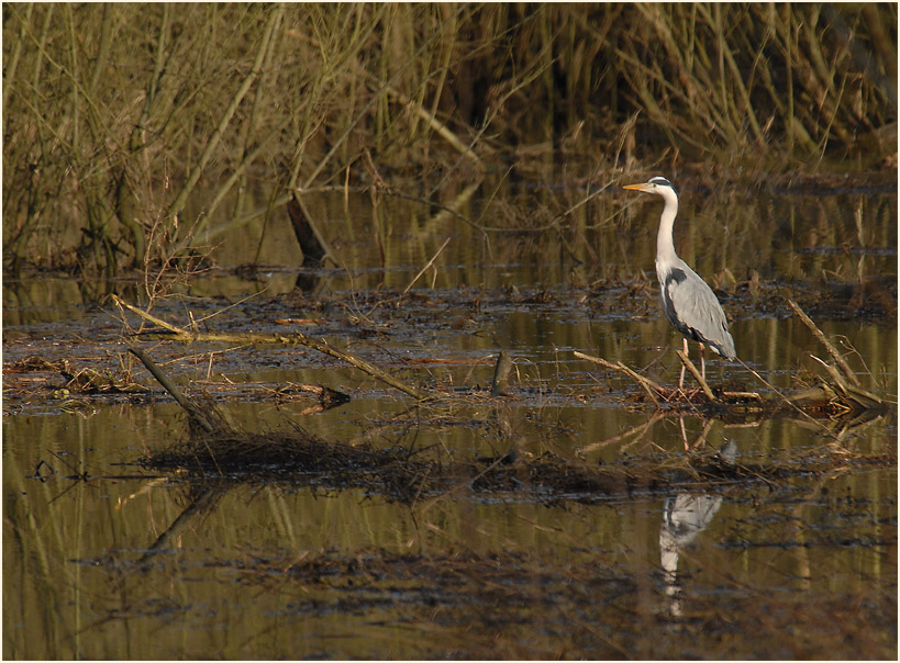 Altrhein, Urdenbacher Kämpe Düsseldorf