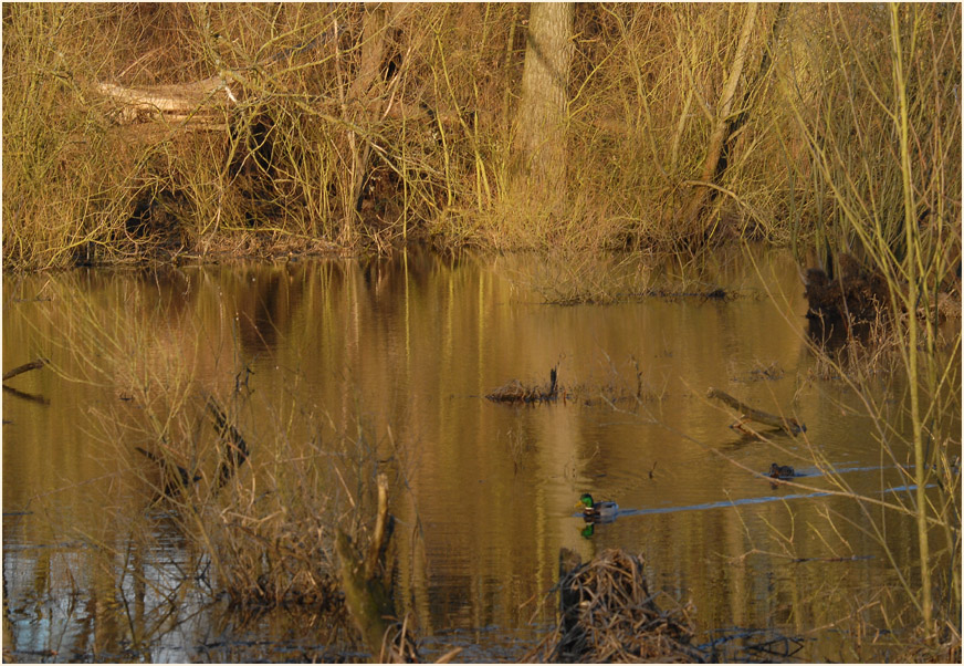 Altrhein, Urdenbacher Kämpe Düsseldorf