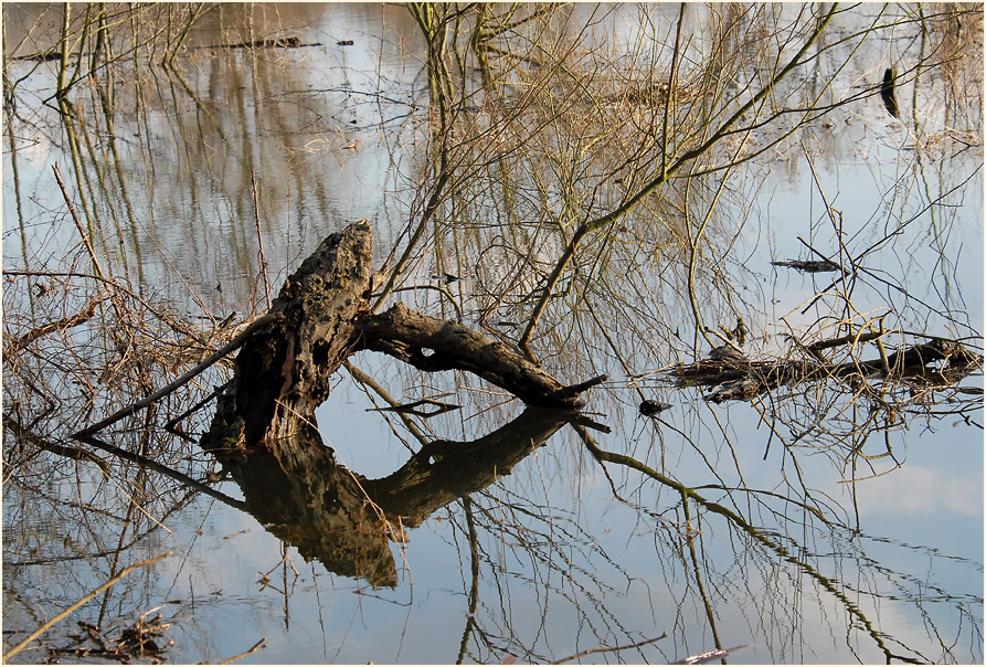 Altrhein, Urdenbacher Kämpe Düsseldorf