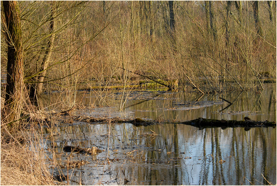 Altrhein, Urdenbacher Kämpe Düsseldorf