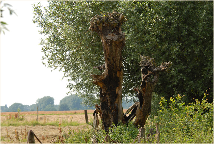 Urdenbacher Kämpe Düsseldorf