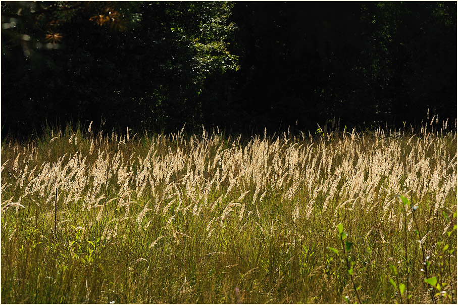 Wahner Heide