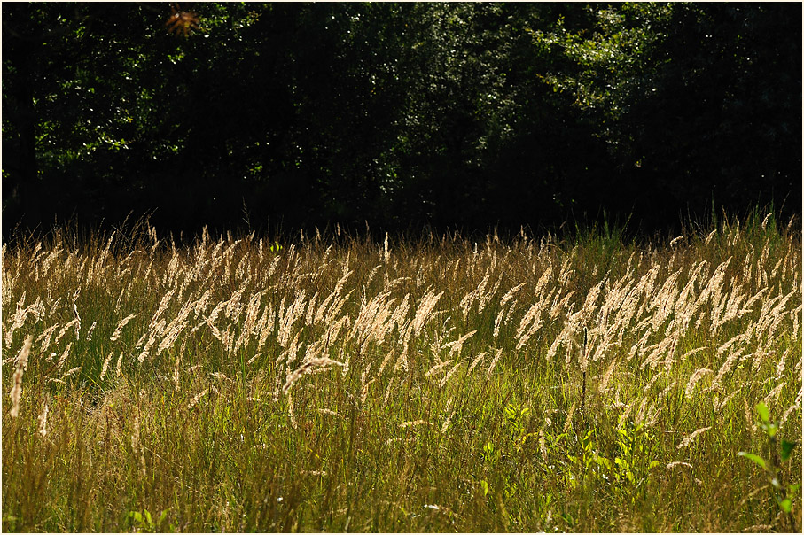 Wahner Heide