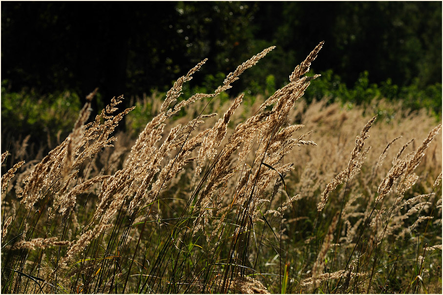 Wahner Heide