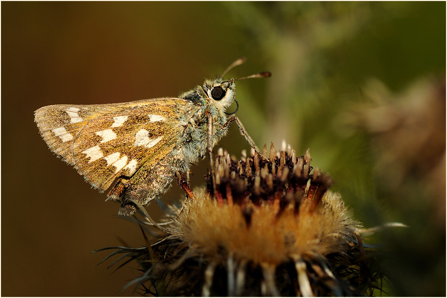 Komma Dickkopffalter auf Golddistel, Wahner Heide