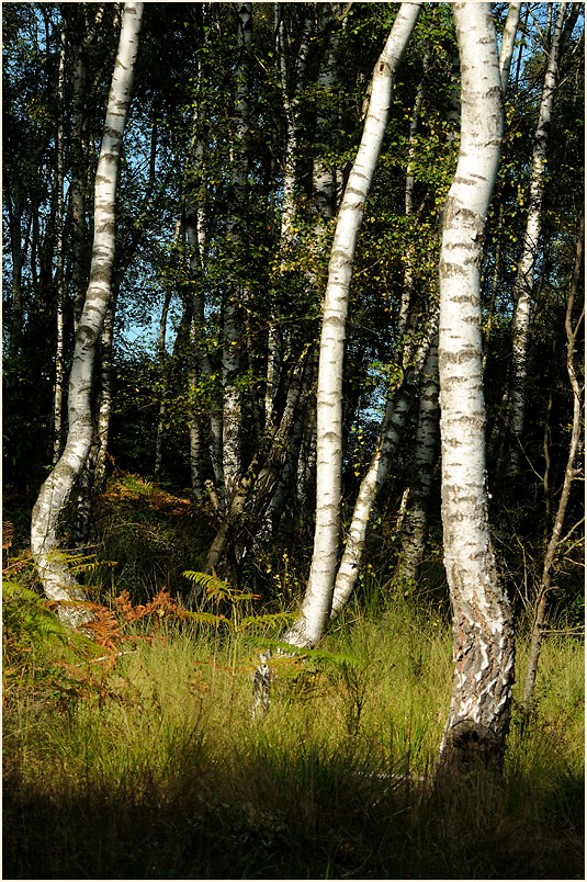 Wahner Heide