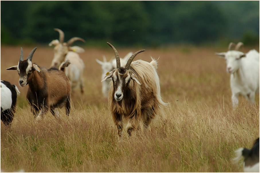 Ziegen, Wahner Heide