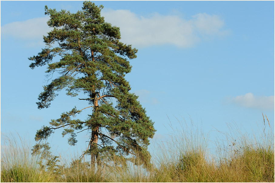 Wahner Heide