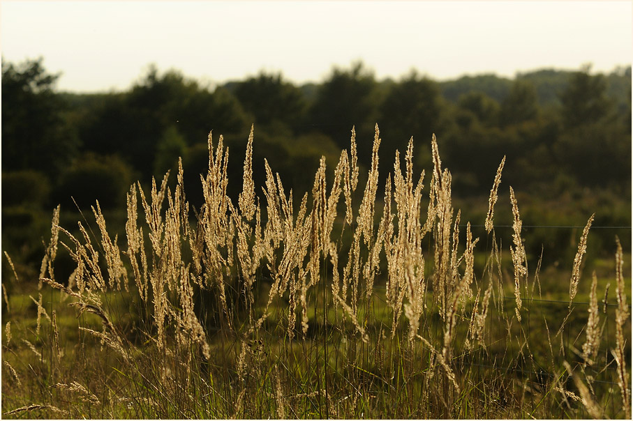 Wahner Heide