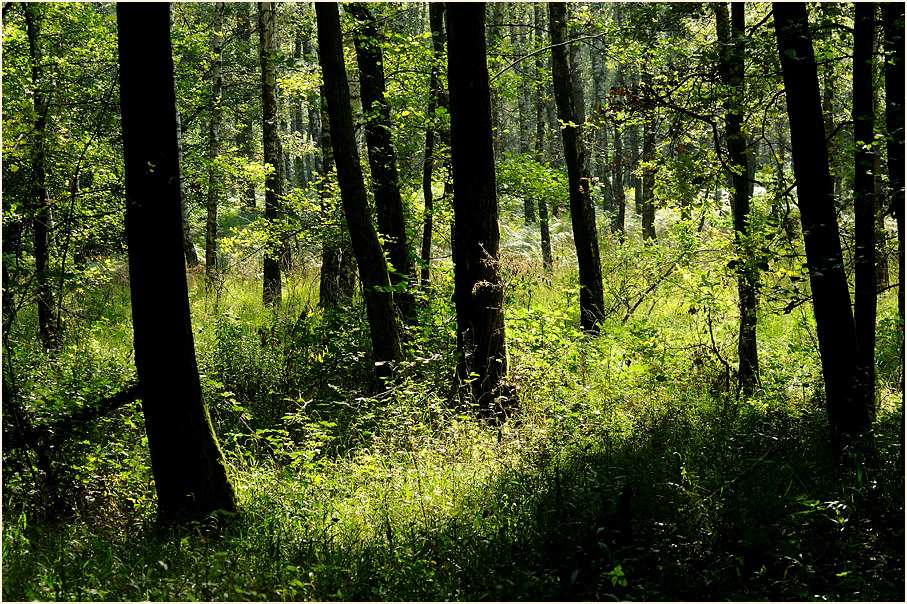 Wahner Heide