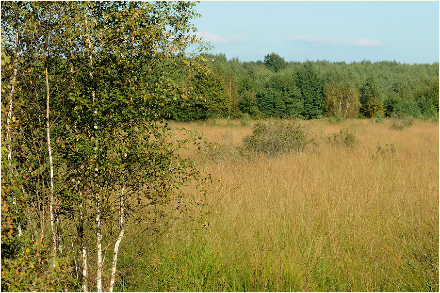 Herfeld, Wahner Heide