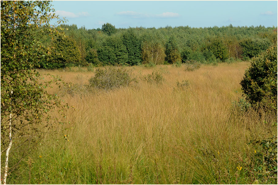 Herfeld, Wahner Heide