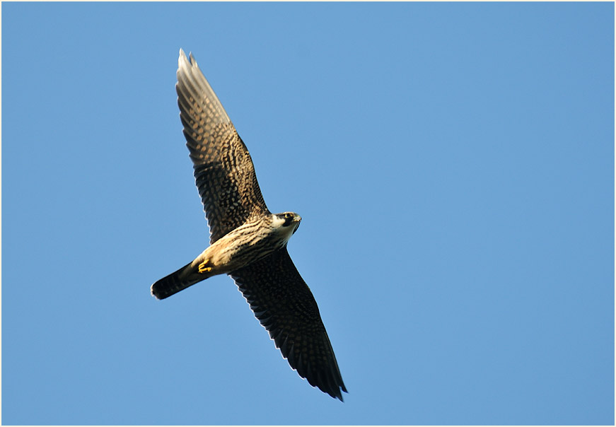 Baumfalke, Wahner Heide