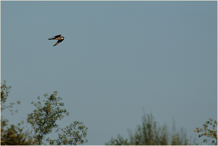 Baumfalke, Wahner Heide