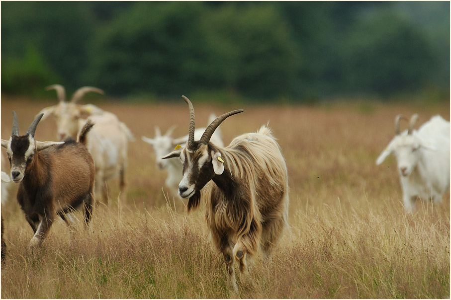 Ziegen, Wahner Heide