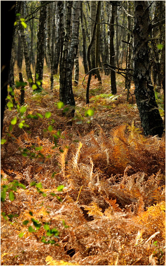 Birkenwald, Wahner Heide