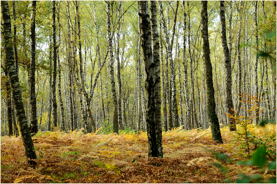 Birkenwald, Wahner Heide