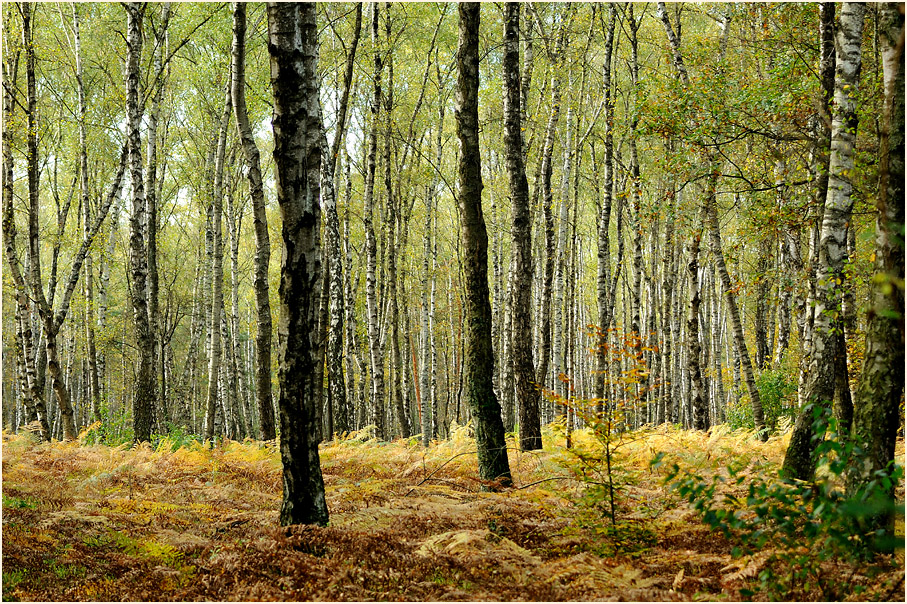 Birkenwald, Wahner Heide