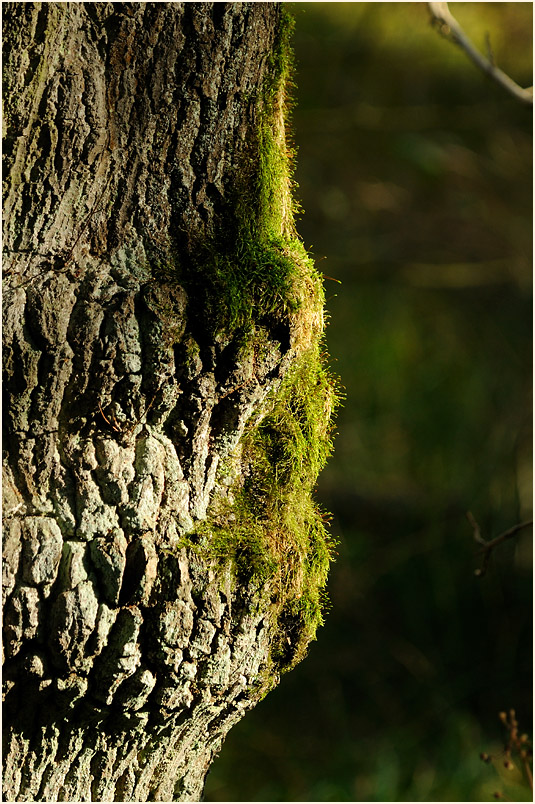 Bemooster Baumstamm, Wahner Heide