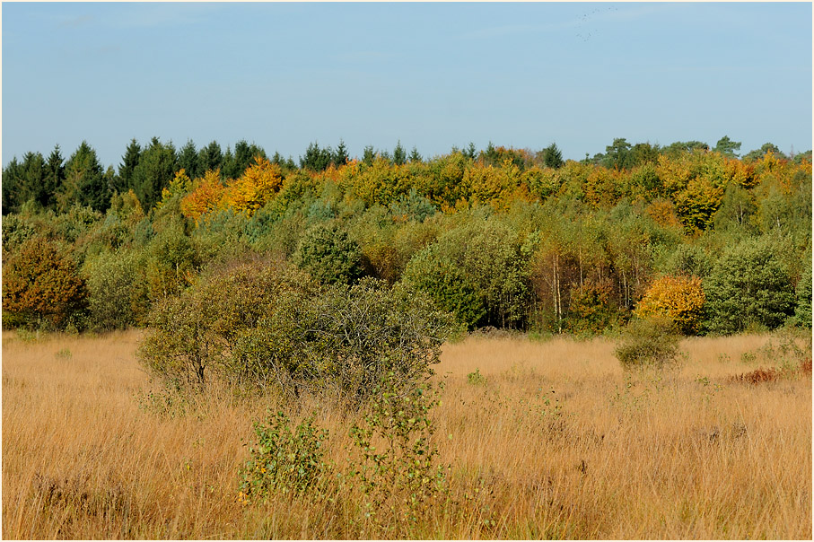 Herfeldmoor im Herbst, Wahner Heide