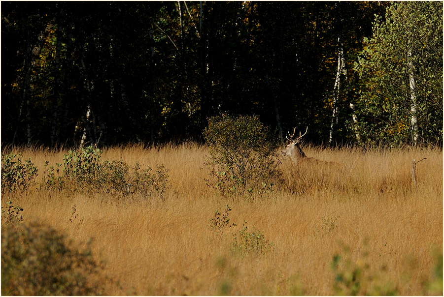 Rothirsch im Herfeldmoor, Wahner Heide