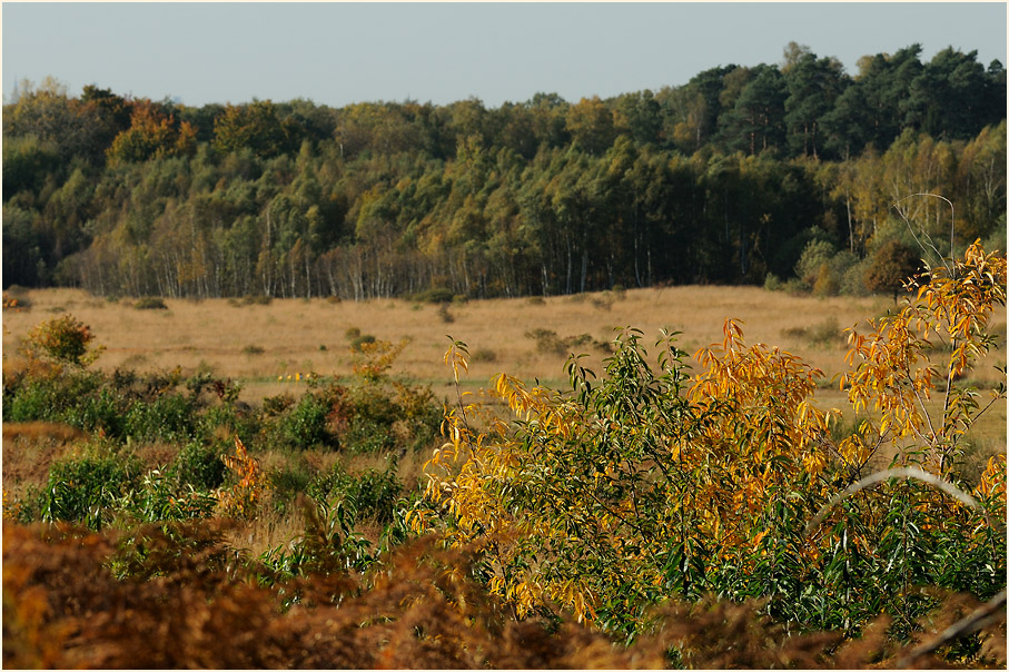 Herfeldmoor im Herbst, Wahner Heide