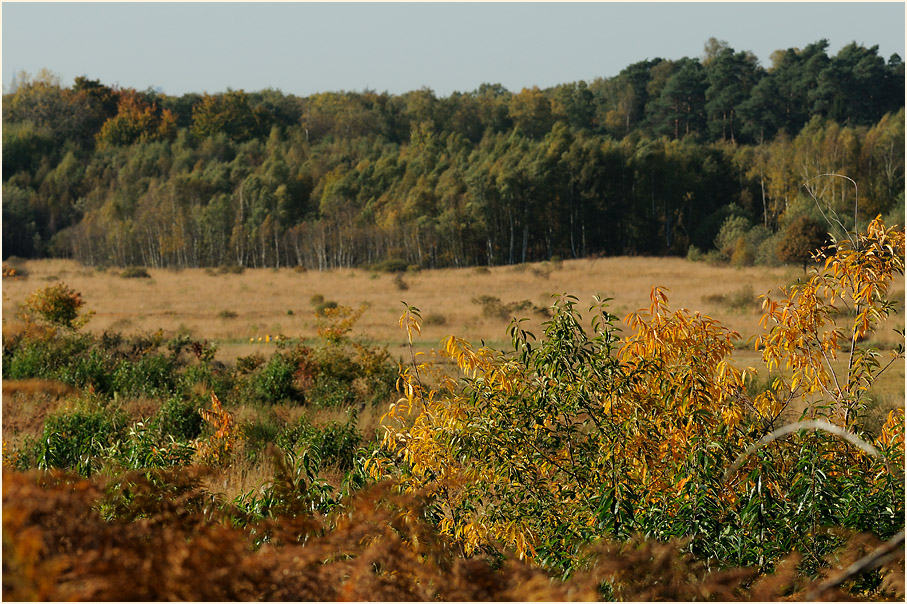 Herfeldmoor im Herbst, Wahner Heide