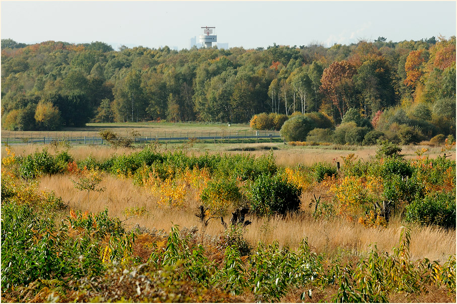 Wahner Heide