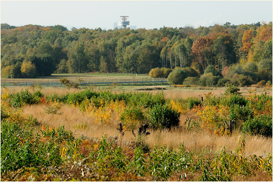 Wahner Heide