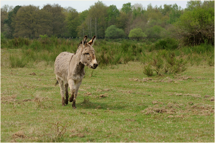 Esel, Wahner Heide