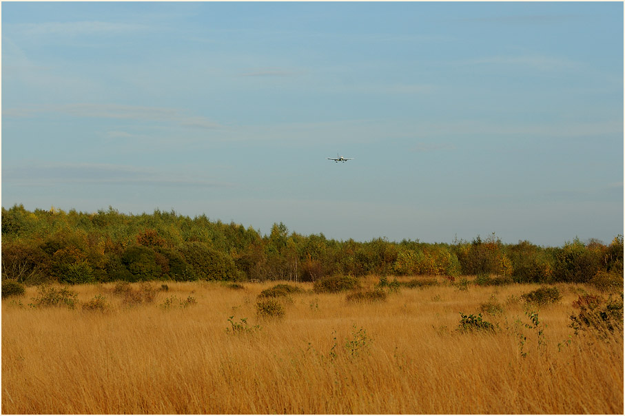 Herfeldmoor im Herbst, Wahner Heide