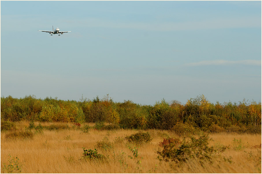 Herfeldmoor im Herbst, Wahner Heide