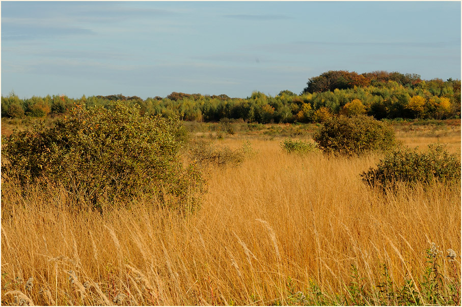 Herfeldmoor im Herbst, Wahner Heide