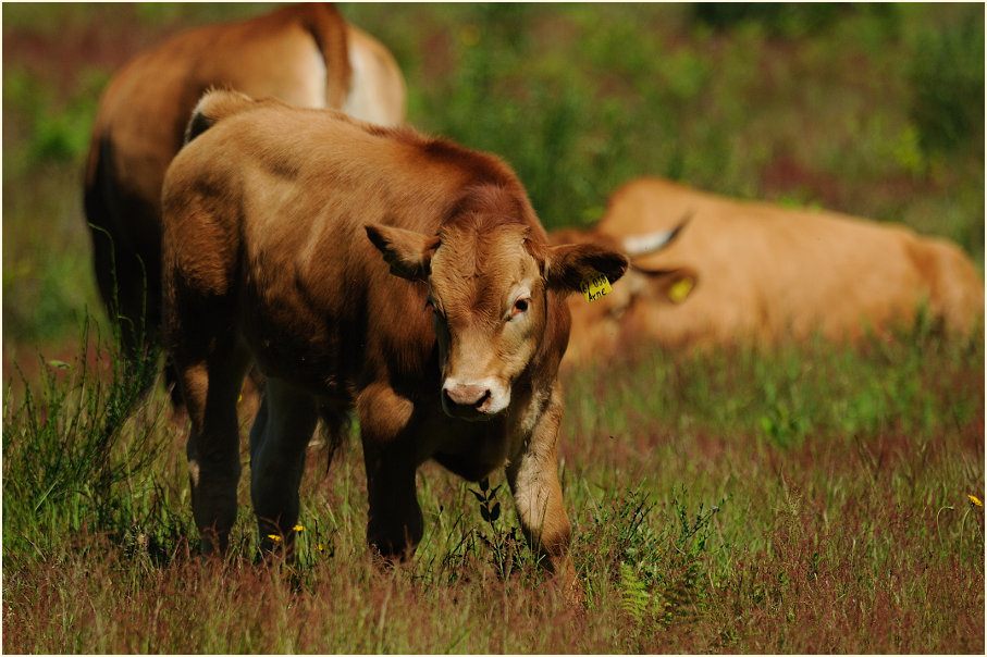 Glanrinder, Wahner Heide